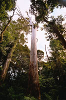 Kauri Forest